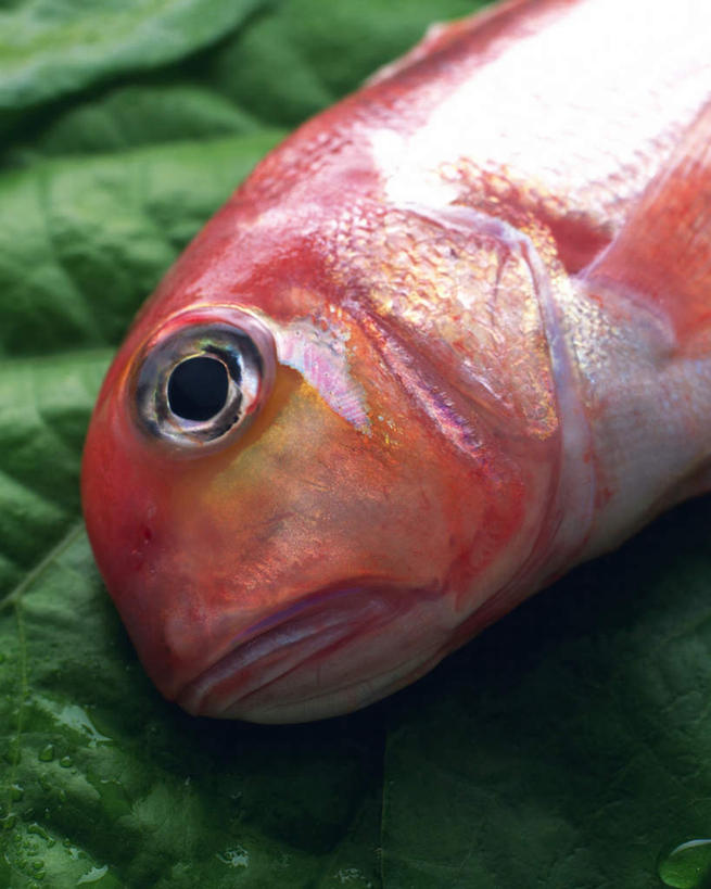 海鲜,无人,竖图,俯视,室内,特写,白天,叶子,一条,阴影,朦胧,模糊,光线,鱼,影子,绿叶,水产,鱼类,海洋生物,阳光,嫩叶,水生动物,海产品,水生物,海底动物,白方头鱼,方头鱼,甘鲷,红马头,马头鱼,银方头鱼,叶,叶片,半身,彩图,高角度拍摄