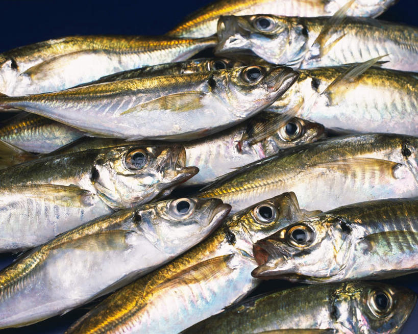 海鲜,无人,横图,俯视,室内,特写,白天,桌面,一堆,许多,阴影,堆叠,堆积,黑色背景,反射,鱼,影子,鲭鱼,水产,鱼类,海洋生物,摄影,影棚,堆,花池鱼,花鲱,花鳀,青花鱼,鲐鲅鱼,油胴鱼,竹荚鱼,水生动物,海产品,水生物,海底动物,半身,彩图,高角度拍摄,影棚拍摄,拍摄