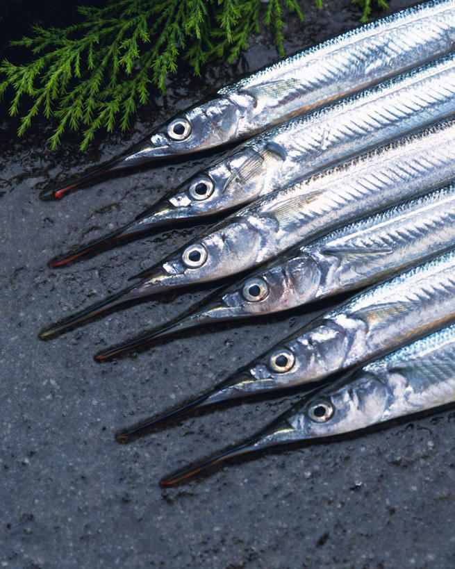 海鲜,无人,竖图,俯视,室内,特写,白天,礁石,石头,桌面,叶子,一排,许多,整齐,石子,绿叶,水产,松叶,海洋生物,排列,嫩叶,摄影,影棚,针鱼,鱵鱼,队列,水生动物,海产品,水生物,海底动物,单针鱼,姜公鱼,铜吮鱼,针工鱼,针扎鱼,箴鱼,叶,叶片,礁,石块,岩石,半身,彩图,高角度拍摄,影棚拍摄,拍摄