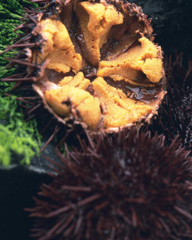 海鲜,无人,竖图,俯视,室内,特写,白天,礁石,石头,桌面,海胆,叶子,石子,绿叶,水产,海洋生物,两个,嫩叶,摄影,影棚,水生动物,海产品,水生物,海底动物,刺锅子,海刺猬,叶,叶片,礁,石块,岩石,彩图,高角度拍摄,影棚拍摄,拍摄