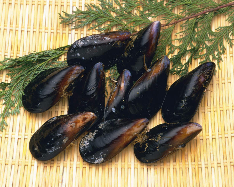 海鲜,无人,横图,俯视,室内,特写,白天,桌面,叶子,一排,许多,整齐,绿叶,枝条,水产,海洋生物,树枝,排列,嫩叶,摄影,影棚,河蚌,队列,水生动物,海产品,蚌,水生物,海底动物,水蚌,叶,叶片,彩图,高角度拍摄,影棚拍摄,拍摄