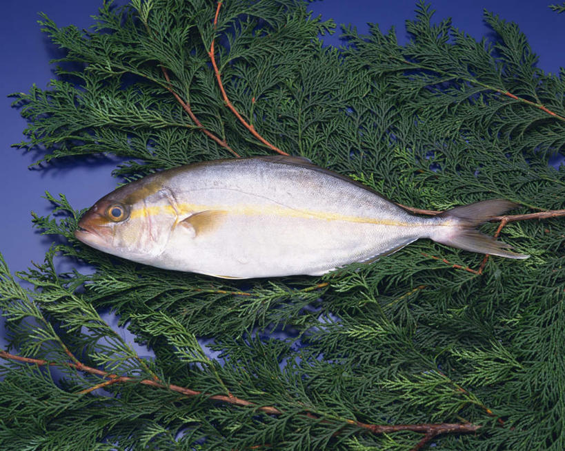 海鲜,无人,横图,俯视,室内,特写,白天,桌面,叶子,一条,阴影,蓝色背景,反射,鱼,影子,绿叶,水产,鱼类,海洋生物,嫩叶,摄影,影棚,水生动物,海产品,水生物,海底动物,琥珀鱼,叶,叶片,彩图,高角度拍摄,全身,影棚拍摄,拍摄