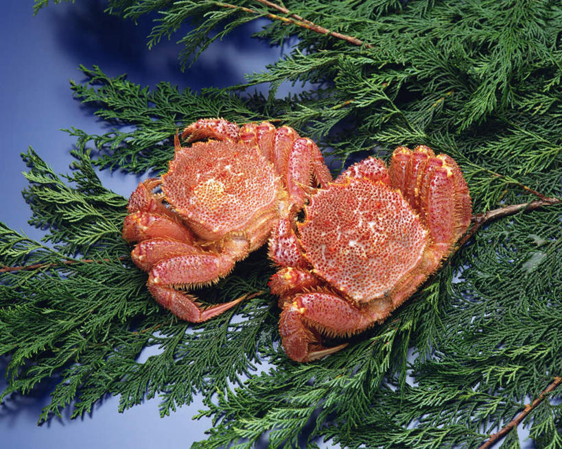 海鲜,蟹,无人,横图,俯视,室内,特写,白天,桌面,叶子,一排,阴影,蓝色背景,整齐,反射,皇后蟹,螃蟹,影子,绿叶,水产,海洋生物,排列,两只,嫩叶,摄影,影棚,皮匠蟹,雪蟹,队列,水生动物,海产品,水生物,海底动物,叶,叶片,彩图,高角度拍摄,全身,影棚拍摄,拍摄