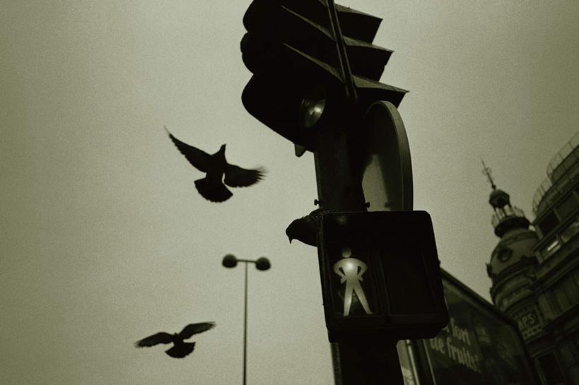 无人,家,横图,室外,白天,仰视,度假,安全,美景,城市风光,城市,建筑,路灯,鸟,野生动物,照明,法国,巴黎,欧洲,飞翔,飞禽,鸟类,房屋,屋子,景观,红绿灯,灯光,信号灯,交通,娱乐,建设,楼房,住宅,灯,动物,两只,享受,休闲,景色,放松,警示,可爱,建造,活泼,照亮,照明设备,提示,流通,交通信号灯,法兰西共和国,行人信号灯,法兰西第五共和国,彩图,低角度拍摄,全身,房子