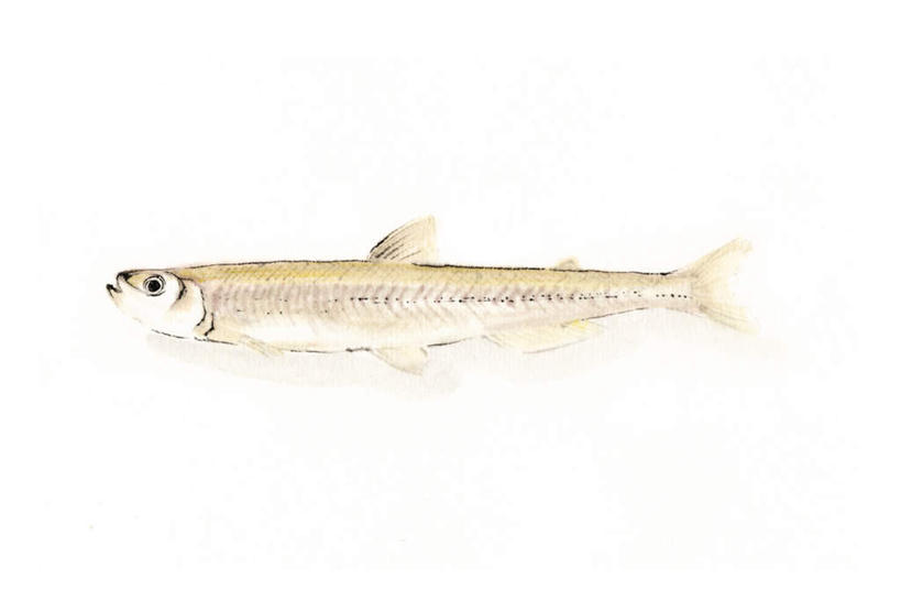 海鲜,无人,横图,插画,室内,白天,白色背景,侧面,数码,科技,一条,阴影,网络,鱼,高光,几何,计算机图形,合成,图画,注视,水产,鱼类,海洋生物,画,观察,看,观看,电脑合成图,数码合成图,察看,关注,水生动物,海产品,水生物,漫画,海底动物,写实,具体,具象,池沼公鱼,黄瓜鱼,彩图,全身