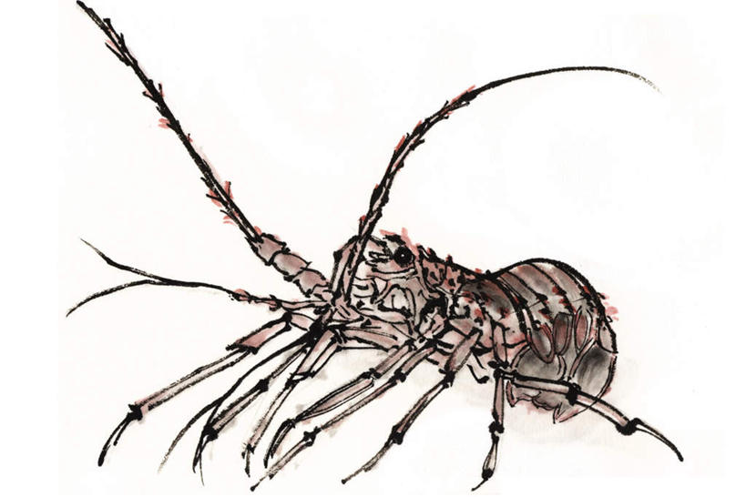 无人,横图,插画,室内,白天,白色背景,侧面,数码,科技,阴影,网络,高光,几何,计算机图形,合成,图画,画,一个,单个,小龙虾,电脑合成图,数码合成图,水生动物,水产品,水生物,漫画,写实,具体,具象,淡水小龙虾,红螯虾,克氏原螯虾,剌蛄,彩图,全身