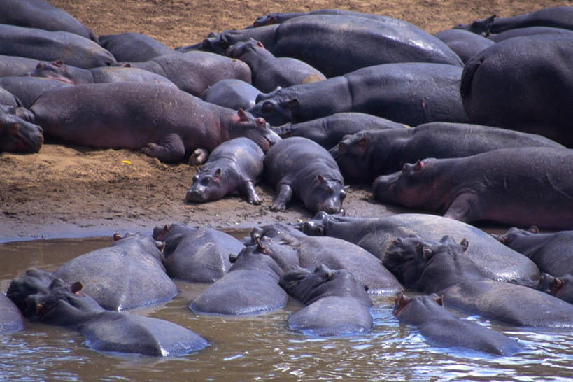 无人,闭眼,睡,横图,俯视,室外,白天,河流,水,哺乳动物,河马,野生动物,许多,阴影,光线,影子,河水,水流,拥堵,拥挤,阳光,动物,趴着,凶猛,残暴,凶残,闭眼睛,闭着眼,闭着眼睛,困,困觉,趴,寝息,睡觉,半身,彩图,高角度拍摄