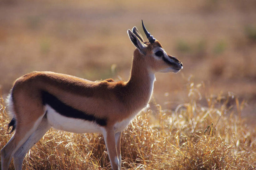 无人,站,横图,室外,白天,侧面,草原,美景,植物,野生动物,羊,枯萎,朦胧,模糊,羚羊,景观,枯草,注视,草,一只,黄色,自然,动物,观察,看,站着,景色,可爱,活泼,观看,察看,关注,自然风光,瞪羚,小羚羊,站立,半身,彩图