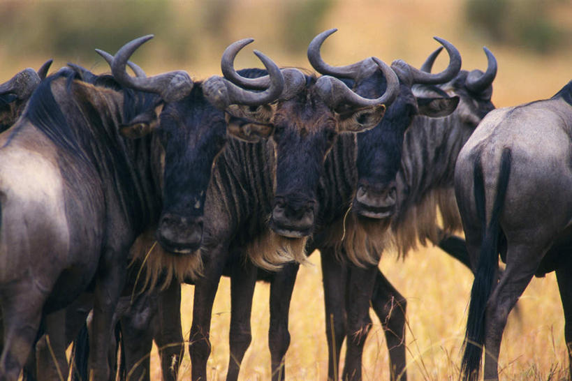 无人,站,横图,室外,白天,正面,草原,美景,植物,野生动物,羊,许多,枯萎,朦胧,模糊,羚羊,景观,枯草,注视,草,黄色,自然,动物,观察,看,站着,景色,可爱,活泼,观看,察看,关注,自然风光,大羚羊,大角斑羚,非洲大羚羊,旋角大羚羊,站立,半身,彩图