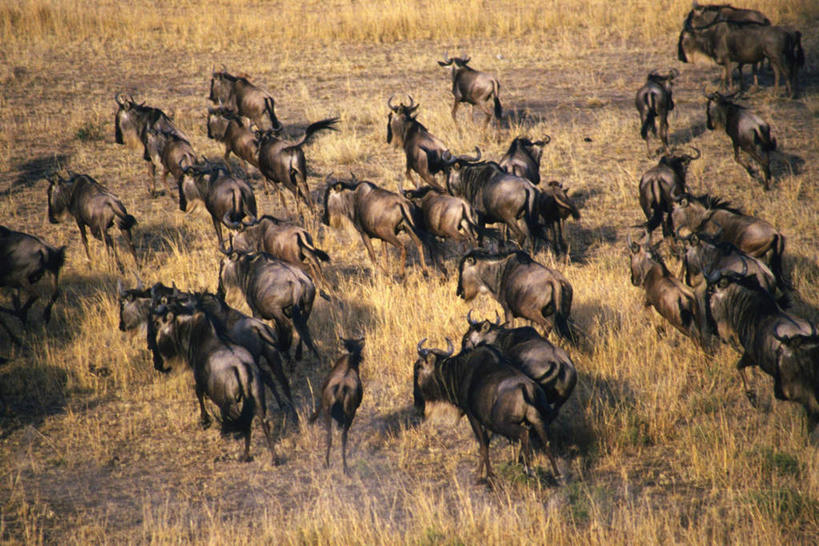 无人,站,横图,俯视,室外,白天,草原,美景,植物,野生动物,羊,许多,枯萎,朦胧,模糊,羚羊,景观,枯草,注视,草,黄色,自然,动物,观察,看,站着,景色,可爱,活泼,观看,察看,关注,自然风光,大羚羊,大角斑羚,非洲大羚羊,旋角大羚羊,站立,半身,彩图,高角度拍摄