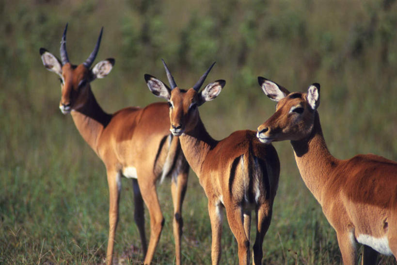 无人,站,横图,室外,白天,侧面,草地,草原,草坪,美景,森林,树林,植物,野生动物,羊,三只,阴影,朦胧,模糊,光线,羚羊,影子,景观,扭头,注视,草,树,树木,绿色,阳光,自然,动物,观察,看,站着,转头,景色,可爱,活泼,生长,成长,观看,察看,关注,自然风光,黑斑羚,斑羚,高角羚,站立,半身,彩图