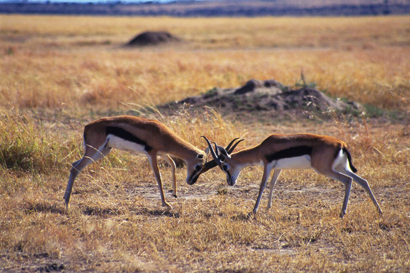 无人,站,横图,室外,白天,侧面,竞争,草原,美景,植物,野生动物,羊,对抗,阴影,枯萎,朦胧,模糊,冲突,光线,羚羊,影子,景观,枯草,注视,草,黄色,阳光,自然,动物,观察,看,站着,两只,景色,可爱,活泼,观看,察看,对立,关注,矛盾,自然风光,瞪羚,敌对,挫败,斗争,抗拒,抗衡,小羚羊,站立,彩图,全身