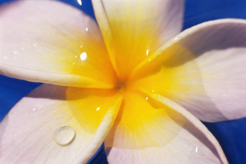 无人,横图,俯视,室内,特写,白天,水,蓝色背景,朦胧,模糊,液体,水滴,赤素馨花,一朵,黄色,白色,蛋黄花,鸡蛋花,缅栀花,彩图,高角度拍摄