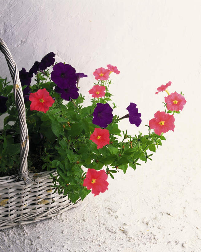 无人,竖图,俯视,室内,白天,喇叭花,许多,盛开,篮子,地面,花蕾,花,花瓣,花朵,鲜花,一个,花苞,花蕊,单个,牵牛,牵牛子,勤娘子,碧冬茄,朝颜花,灵芝牡丹,牵牛花,彩图,高角度拍摄
