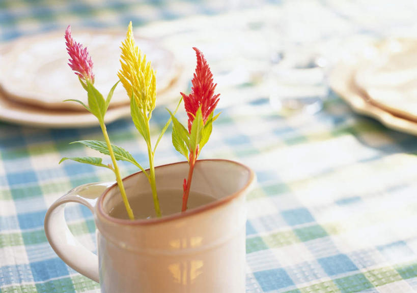 无人,横图,俯视,室外,白天,桌子,杯子,餐具,三朵,朦胧,模糊,盛开,布料,瓷器,碟子,盘,陶瓷制品,花蕾,布纹,桌布,花,花瓣,花朵,鲜花,盘子,餐巾,碟,台布,花苞,花蕊,鸡冠花,瓷杯,鸡髻花,老来红,芦花鸡冠,彩图,高角度拍摄