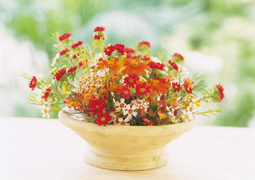 无人,横图,室外,特写,白天,正面,快乐,幸福,桌子,花瓶,叶子,许多,朦胧,模糊,盛开,绿叶,玛格丽特,花蕾,雏菊,花,花瓣,花朵,鲜花,花苞,花蕊,嫩叶,菊花,活力,希望,坚强,和平,离别,延命菊,幸福花,春菊,马兰头花,蜡菊,暗恋,纯情,单恋,麦秆菊,天真,叶,叶片,彩图,愉快