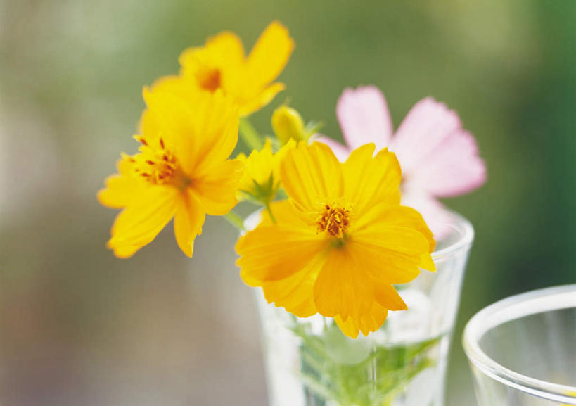 无人,横图,室外,特写,白天,正面,花瓶,叶子,朦胧,模糊,盛开,绿叶,花蕾,玻璃制品,花,花瓣,花朵,鲜花,黄色,玻璃瓶,瓶子,花苞,花蕊,嫩叶,黄波斯菊,黄芙蓉,黄秋英,硫华菊,硫黄菊,叶,叶片,彩图