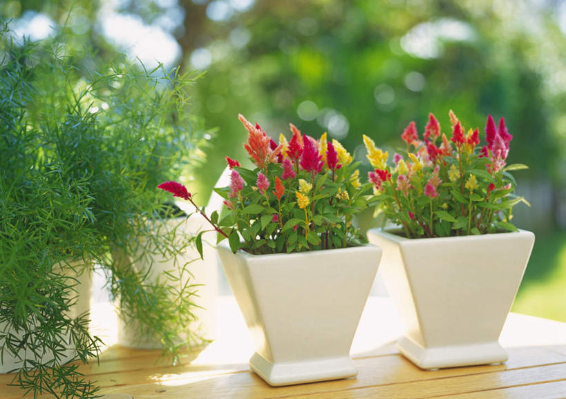 无人,横图,室外,白天,正面,植物,桌子,花瓶,阴影,朦胧,模糊,光线,影子,树,树木,绿色,阳光,自然,生长,成长,鸡冠花,鸡髻花,老来红,芦花鸡冠,彩图