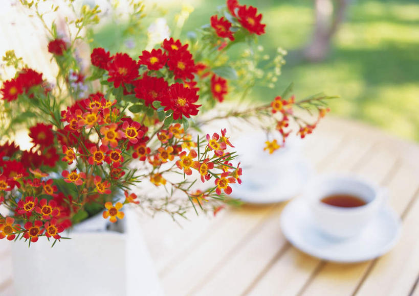 无人,横图,俯视,室外,白天,快乐,幸福,草地,草坪,树林,植物,桌子,杯子,餐具,瓷器,碟子,盘,玛格丽特,咖啡杯,陶瓷制品,草,雏菊,树,树木,绿色,自然,盘子,碟,菊花,活力,生长,成长,希望,坚强,瓷杯,和平,离别,延命菊,幸福花,春菊,马兰头花,风蜡花,杰拉尔顿腊花,蜡花,淘金彩梅,暗恋,纯情,单恋,天真,彩图,高角度拍摄,愉快