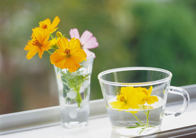 无人,横图,俯视,室外,特写,白天,水,桌子,杯子,叶子,许多,朦胧,模糊,液体,水滴,绿叶,玻璃制品,黄色,水杯,嫩叶,黄波斯菊,黄芙蓉,黄秋英,硫华菊,硫黄菊,叶,叶片,玻璃杯,彩图,高角度拍摄