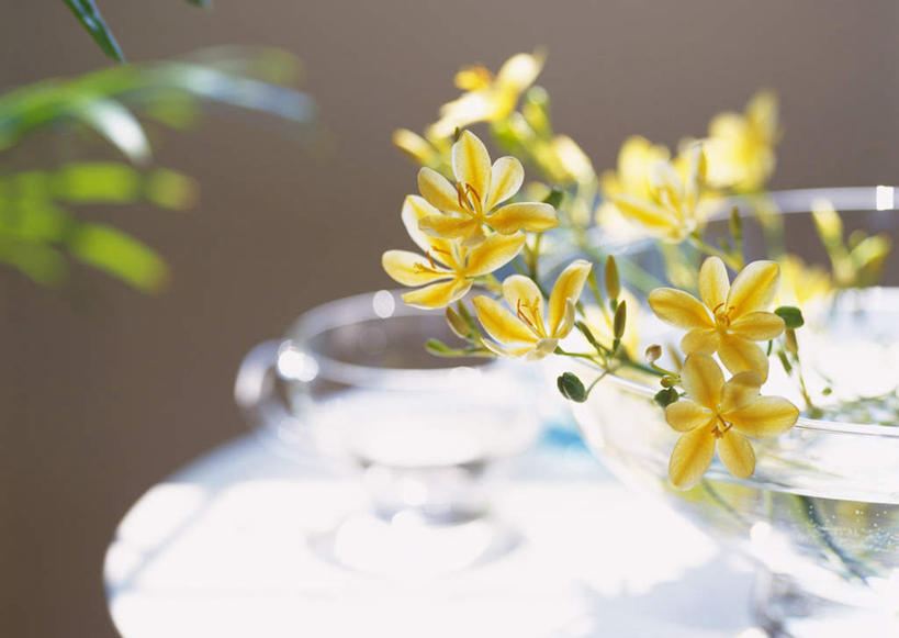 无人,横图,室外,白天,正面,植物,茶,桌子,杯子,餐具,叶子,许多,朦胧,模糊,盛开,碟子,盘,绿叶,草药,药草,花蕾,中药,花,花瓣,花朵,鲜花,一个,粉色,盘子,水杯,碟,花苞,花蕊,嫩叶,单个,药材,中草药,中药材,本草,鬼扇,射干,乌吹,乌蒲,乌扇,叶,叶片,茶杯,彩图