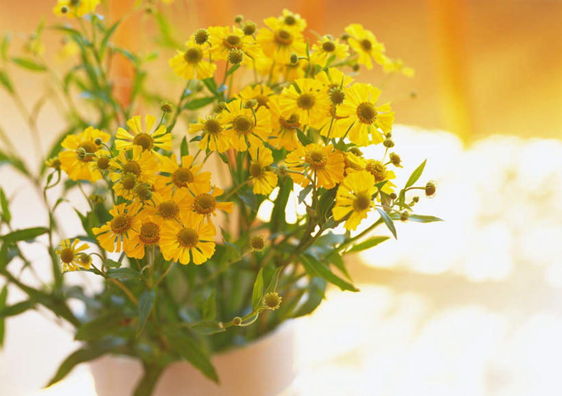 无人,横图,俯视,室内,特写,白天,桌子,叶子,许多,阴影,朦胧,模糊,盛开,光线,瓷器,影子,绿叶,陶瓷制品,花蕾,花,花瓣,花朵,鲜花,黄色,花苞,花蕊,嫩叶,瓷杯,蜡菊,麦秆菊,叶,叶片,彩图,高角度拍摄