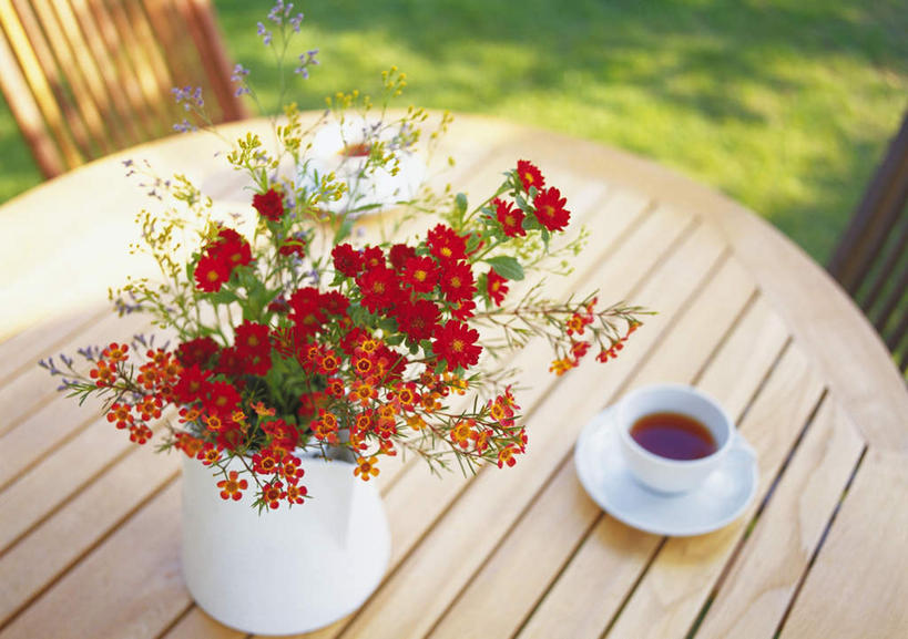 无人,横图,俯视,室外,白天,快乐,幸福,草地,草坪,树林,植物,桌子,杯子,餐具,阴影,朦胧,模糊,盛开,光线,瓷器,碟子,盘,影子,玛格丽特,咖啡杯,陶瓷制品,花蕾,草,雏菊,花,花瓣,花朵,鲜花,树,树木,绿色,阳光,自然,盘子,茶壶,碟,花苞,花蕊,菊花,活力,生长,成长,希望,坚强,瓷杯,和平,离别,延命菊,幸福花,春菊,马兰头花,蜡菊,暗恋,纯情,单恋,麦秆菊,天真,彩图,高角度拍摄,愉快