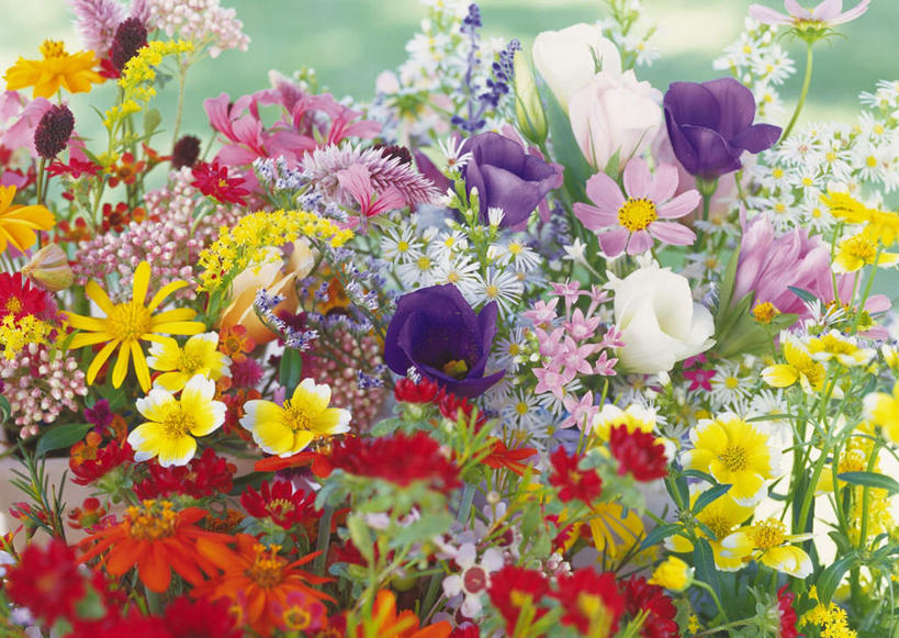 无人,横图,俯视,室外,特写,白天,快乐,幸福,植物,百合花,郁金香,许多,朦胧,模糊,盛开,玛格丽特,草药,药草,花蕾,中药,雏菊,花,花瓣,花朵,鲜花,花苞,花蕊,菊花,活力,希望,鸡冠花,坚强,药材,中草药,和平,离别,中药材,本草,强瞿,延命菊,幸福花,春菊,马兰头花,鬼扇,黄波斯菊,黄芙蓉,黄秋英,鸡髻花,蜡菊,老来红,硫华菊,硫黄菊,芦花鸡冠,射干,乌吹,乌蒲,乌扇,暗恋,纯情,单恋,麦秆菊,天真,百合蒜,倒仙,番韭,山丹,郁香,洋荷花,草麝香,彩图,高角度拍摄,愉快