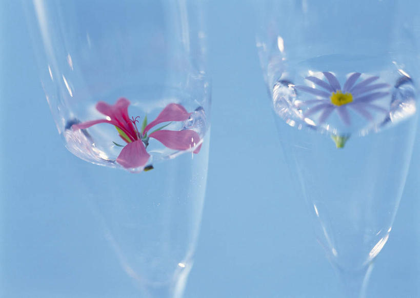 无人,横图,室内,特写,白天,白色背景,正面,快乐,幸福,水,植物,杯子,朦胧,模糊,盛开,高脚杯,液体,水滴,玛格丽特,草药,药草,花蕾,中药,玻璃制品,雏菊,花,花瓣,花朵,鲜花,两朵,两个,酒杯,花苞,花蕊,菊花,活力,摄影,影棚,希望,坚强,药材,中草药,和平,香槟杯,离别,中药材,本草,延命菊,幸福花,春菊,马兰头花,鬼扇,射干,乌吹,乌蒲,乌扇,暗恋,纯情,单恋,天真,玻璃杯,彩图,影棚拍摄,愉快,拍摄