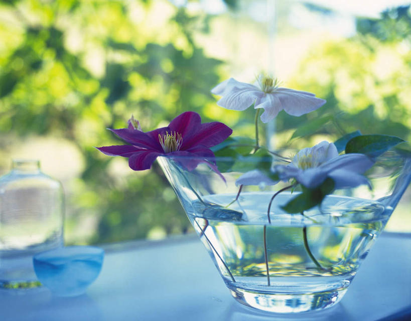 无人,横图,俯视,室外,白天,桌子,杯子,叶子,三朵,朦胧,模糊,盛开,风铃草,绿叶,祝福,花蕾,玻璃制品,花,花瓣,花朵,鲜花,绿色,水杯,花苞,花蕊,嫩叶,钟花,创造,感谢,温柔,感恩,嫉妒,瓦筒花,叶,叶片,玻璃杯,彩图,高角度拍摄