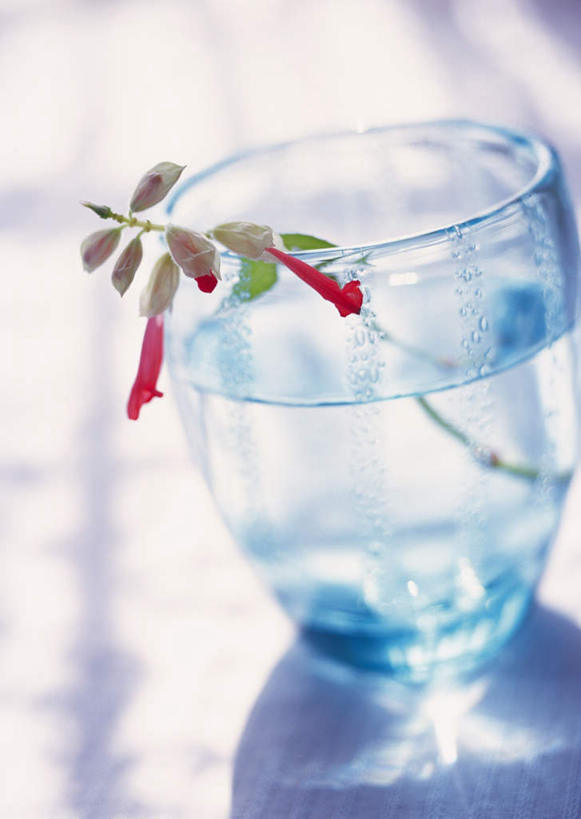 无人,竖图,俯视,室内,特写,白天,水,桌子,杯子,阴影,朦胧,模糊,漂浮,光线,液体,影子,水滴,玻璃制品,水杯,一枝,一串红,象牙红,爆仗红,拉尔维亚,西洋红花,玻璃杯,彩图,高角度拍摄