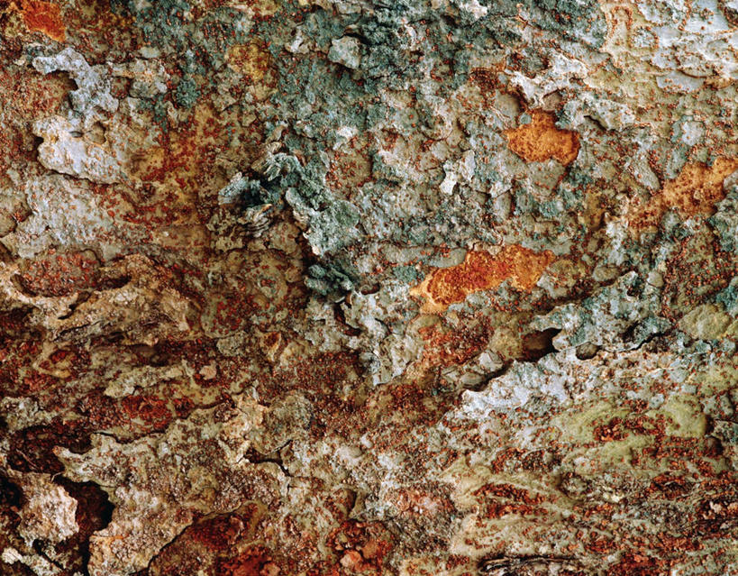 无人,横图,俯视,室内,特写,白天,植物,静物,阴影,粗糙,反射,平铺,纹路,纹理,影子,树皮,树,树木,自然,生长,成长,毛糙,肌理,泡桐树,彩图,高角度拍摄,粗拙