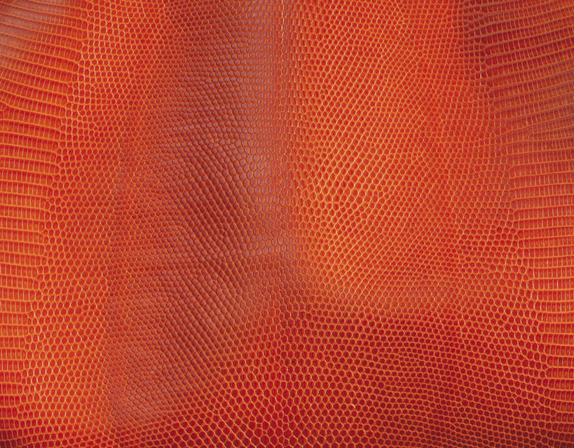 无人,横图,俯视,室内,特写,白天,野生动物,蜥蜴,静物,阴影,反射,纹路,纹理,影子,皮,皮革,红色,动物,蜥蜴皮,石龙子,鬃狮蜥,肌理,山龙子,石蜴,泉龙,猪婆蛇,五寸棍,四脚蛇,蜴,守宫,彩图,高角度拍摄