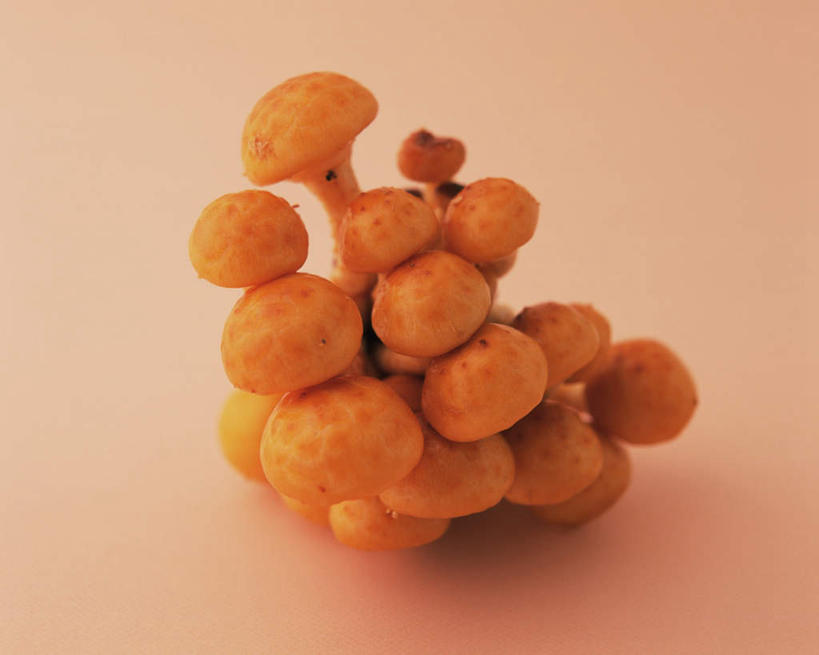 无人,横图,俯视,室内,特写,白天,桌面,桌子,蔬菜,一堆,许多,阴影,堆叠,堆积,新鲜,反射,木制,影子,菌菇,食品,菌类,食物,木制品,食用菌,摄影,有机食品,绿色食品,影棚,褐色背景,堆,滑子菇,珍珠菇,滑菇,彩图,高角度拍摄,影棚拍摄,拍摄