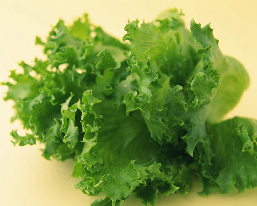 无人,横图,俯视,室内,特写,白天,蔬菜,叶子,一堆,堆叠,堆积,黄色背景,新鲜,生菜,莴苣,莴笋,食品,绿叶,食物,绿色,嫩叶,摄影,有机食品,绿色食品,影棚,堆,叶用莴笋,香笋,春菜,鹅仔菜,莴仔菜,千金菜,叶,叶片,彩图,高角度拍摄,影棚拍摄,拍摄