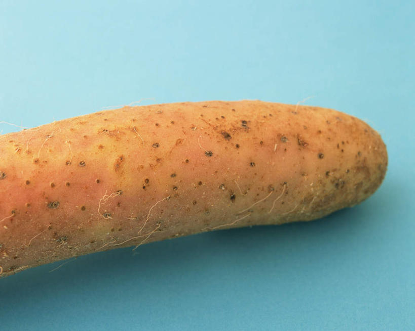 无人,横图,俯视,室内,特写,白天,桌面,桌子,蔬菜,一根,阴影,蓝色背景,新鲜,反射,木制,影子,山药,食品,食物,红色,木制品,摄影,有机食品,绿色食品,影棚,薯蓣,怀山药,淮山药,玉延,山薯,彩图,高角度拍摄,影棚拍摄,拍摄