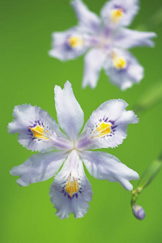 无人,竖图,室内,特写,白天,正面,植物,绿色背景,朦胧,模糊,盛开,草药,纸条,花蕾,中药,花,花瓣,花朵,鲜花,两朵,白色,花苞,花蕊,摄影,影棚,鸢尾,药材,中草药,中药材,本草,紫蝴蝶,蓝蝴蝶,乌鸢,扁竹花,彩图,影棚拍摄,拍摄