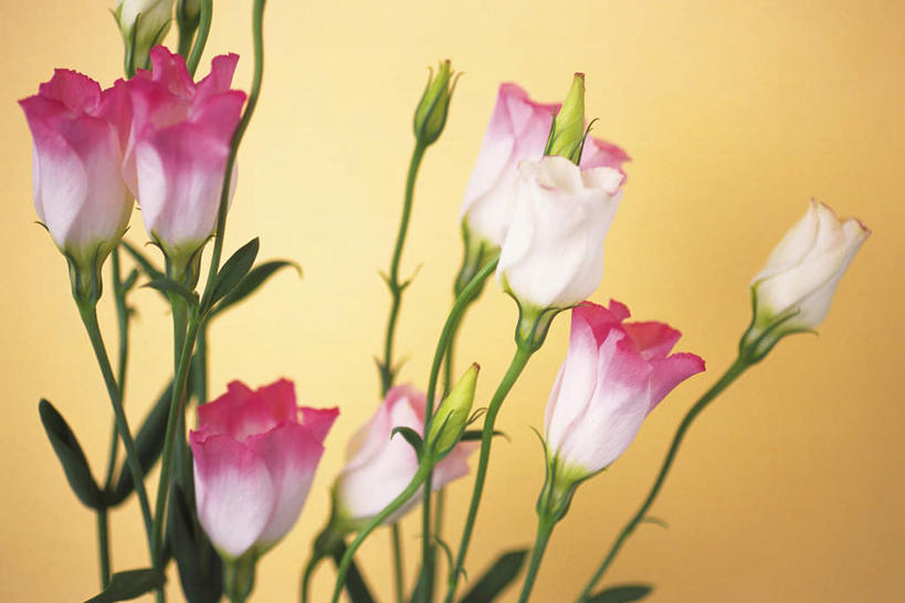 无人,横图,室内,特写,白天,正面,叶子,许多,黄色背景,盛开,绿叶,纸条,花蕾,花,花瓣,花朵,鲜花,粉色,白色,花苞,花蕊,嫩叶,摄影,影棚,桔梗花,僧冠帽,草原龙胆,感动,六角荷,永恒,梗草,洋桔梗,叶,叶片,彩图,影棚拍摄,拍摄