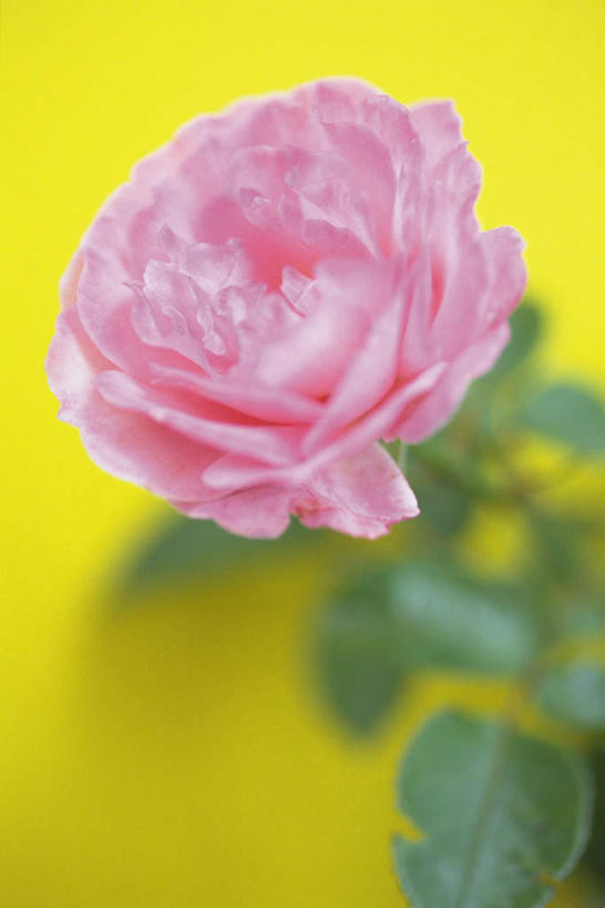 无人,竖图,俯视,室内,特写,白天,热情,康乃馨,黄色背景,盛开,祝福,花蕾,花,花瓣,花朵,鲜花,一朵,粉色,花苞,花蕊,母爱,清纯,摄影,影棚,亲情,思念,宽容,热恋,真挚,热心,麝香石竹,石竹,香石竹,彩图,高角度拍摄,影棚拍摄,拍摄,魅力