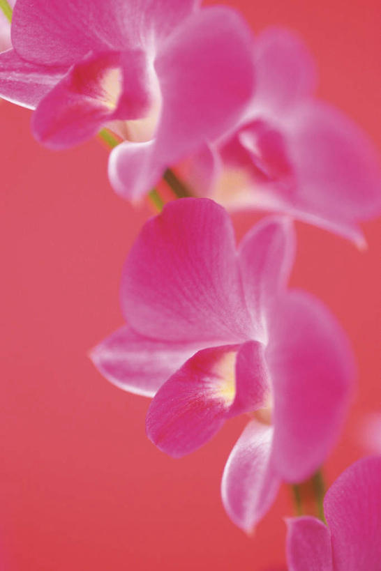 无人,竖图,室内,特写,白天,正面,许多,红色背景,盛开,石斛,花蕾,花,花瓣,花朵,鲜花,粉色,花苞,花蕊,摄影,影棚,石斛兰,金钗石斛,彩图,影棚拍摄,拍摄