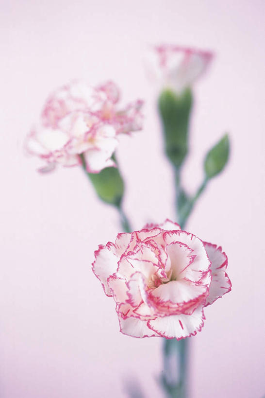 无人,竖图,俯视,室内,特写,白天,热情,康乃馨,三朵,粉色背景,盛开,祝福,花蕾,花,花瓣,花朵,鲜花,花苞,花蕊,母爱,清纯,摄影,影棚,亲情,思念,宽容,热恋,真挚,热心,麝香石竹,石竹,香石竹,彩图,高角度拍摄,影棚拍摄,拍摄,魅力