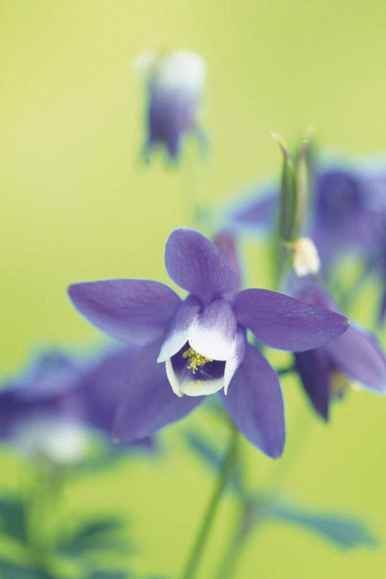 无人,竖图,俯视,室内,特写,白天,叶子,黄色背景,朦胧,模糊,盛开,绿叶,花蕾,花,花瓣,花朵,鲜花,两朵,紫色,花苞,花蕊,嫩叶,摄影,影棚,坚持,耧斗菜,猫爪花,叶,叶片,彩图,高角度拍摄,影棚拍摄,拍摄