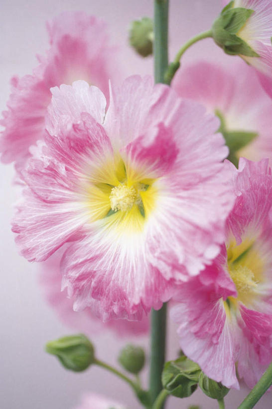 无人,竖图,室内,特写,白天,白色背景,正面,叶子,许多,朦胧,模糊,盛开,绿叶,花蕾,花,花瓣,花朵,鲜花,粉色,绿色,花苞,花蕊,嫩叶,摄影,影棚,胡葵,戎葵,蜀葵,卫足葵,一丈红,叶,叶片,彩图,影棚拍摄,拍摄