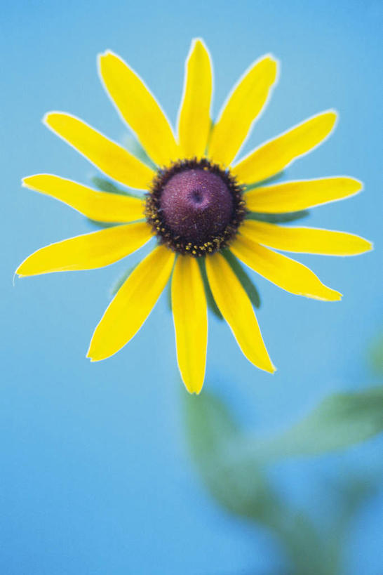 无人,竖图,俯视,室内,特写,白天,幸福,蓝色背景,盛开,花蕾,花,花瓣,花朵,鲜花,一朵,黄色,花苞,花蕊,菊花,摄影,影棚,优雅,纤细,矢车菊,忠诚,再生,蓝芙蓉,荔枝菊,思念,热爱,彩图,高角度拍摄,影棚拍摄,拍摄