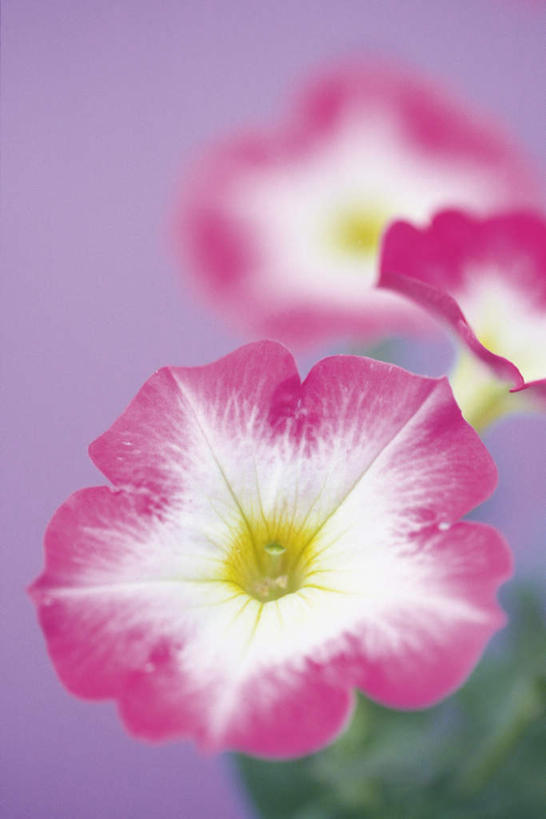 无人,竖图,俯视,室内,特写,白天,爱情,喇叭花,三朵,紫色背景,朦胧,模糊,盛开,花蕾,花,花瓣,花朵,鲜花,粉色,花苞,花蕊,摄影,影棚,虚幻,矮牵牛花,永恒,牵牛,牵牛子,勤娘子,碧冬茄,朝颜花,灵芝牡丹,冷静,牵牛花,彩图,高角度拍摄,影棚拍摄,拍摄