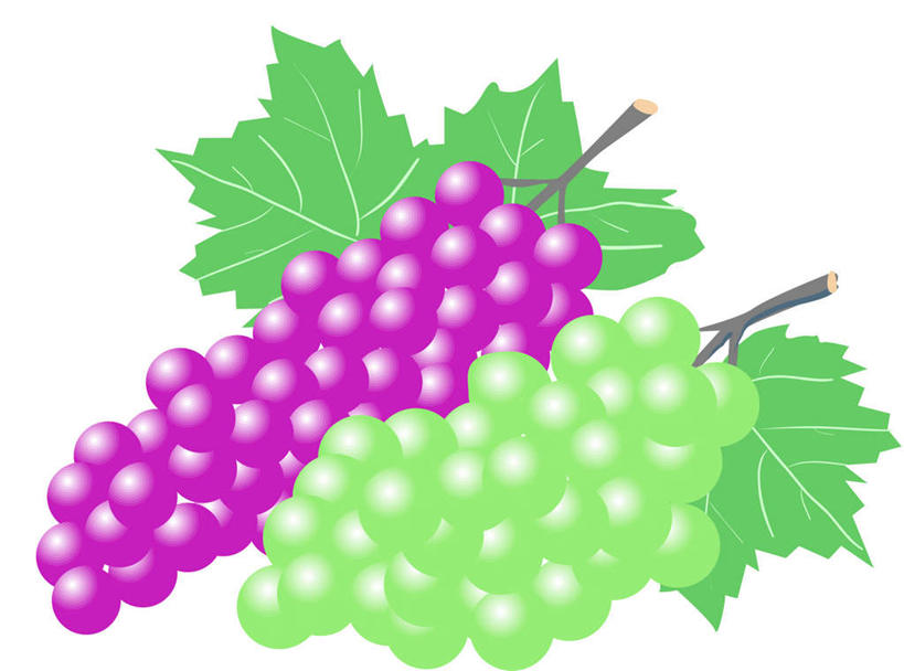 无人,横图,插画,室内,白天,白色背景,正面,数码,科技,葡萄,叶子,阴影,网络,绿叶,高光,几何,计算机图形,合成,图画,两串,画,绿色,紫色,嫩叶,电脑合成图,数码合成图,漫画,写实,具体,具象,叶,叶片,山葫芦,蒲桃,草龙珠,彩图