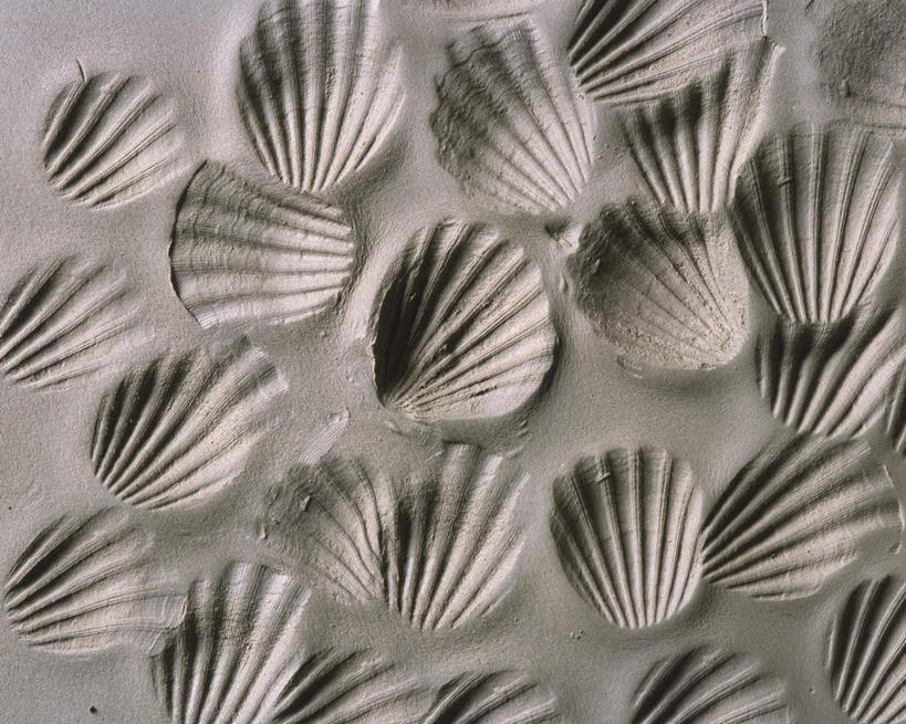 无人,横图,俯视,室内,特写,白天,抽象,静物,贝壳,许多,大量,阴影,灰色背景,形状,反射,沙子,影子,几何,模型,摄影,影棚,工艺,无序,混乱,沙土,贝类外壳,海螺壳,软体动物外壳,彩图,高角度拍摄,影棚拍摄,拍摄