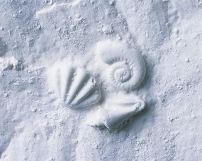 无人,横图,俯视,室内,特写,白天,静物,贝壳,三只,灰色背景,艺术,手工艺品,文化,工艺品,摄影,影棚,粘土,高雅,手工艺,自信心,品位,贝类外壳,海螺壳,软体动物外壳,彩图,高角度拍摄,影棚拍摄,拍摄