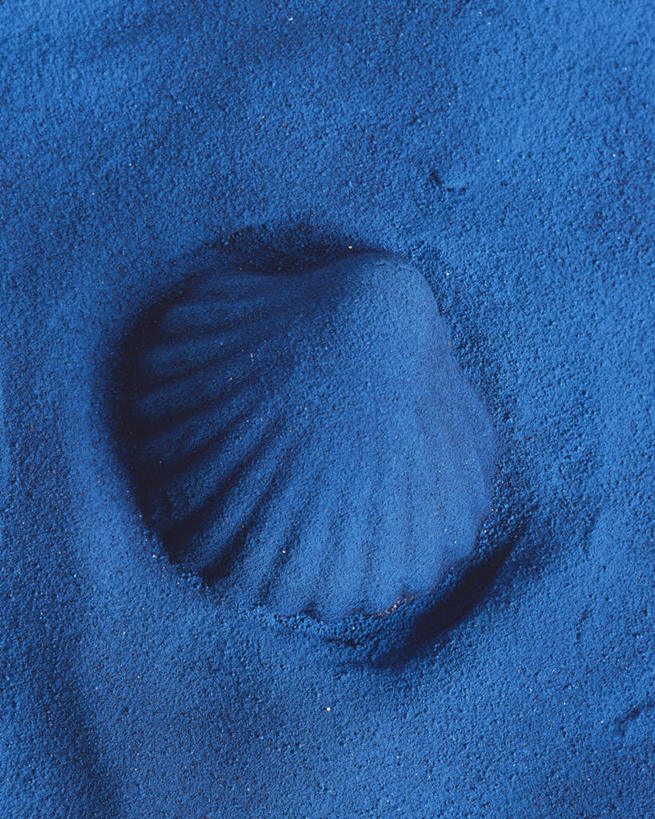 无人,竖图,俯视,室内,特写,白天,静物,贝壳,蓝色背景,艺术,手工艺品,文化,一只,工艺品,摄影,影棚,粘土,高雅,手工艺,自信心,品位,贝类外壳,海螺壳,软体动物外壳,彩图,高角度拍摄,影棚拍摄,拍摄