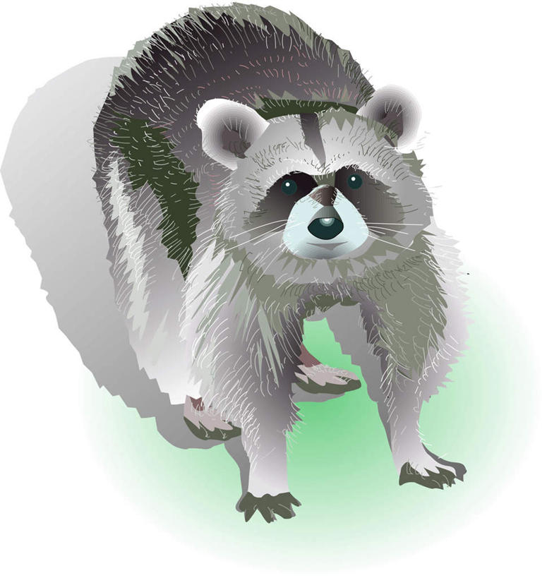 无人,站,竖图,插画,室内,白天,正面,数码,科技,野生动物,阴影,网络,高光,几何,计算机图形,合成,图画,注视,画,一只,动物,观察,看,站着,可爱,活泼,观看,电脑合成图,数码合成图,察看,关注,浣熊,漫画,写实,具体,具象,白鼻豿,站立,彩图,全身